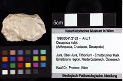 Foto (Objket + Etiketten) von Decapoda indet. 